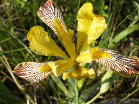 Bunte Schwertlilie (Iris variegata), Babadag-Wald 25.05.2006