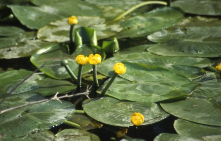Yellow water lily (Nuphar lutea), Magearu Channel, 2008/06/04