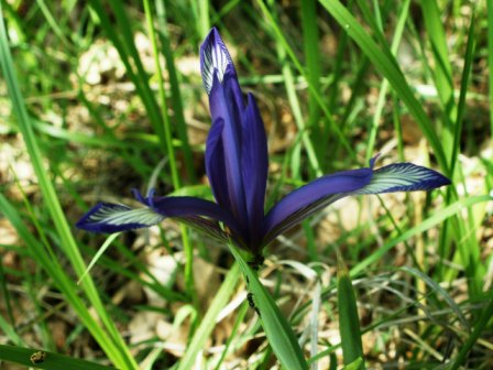 Dwarf blue iris (Iris sintenisii), Babadag Forest, 2006/05/24