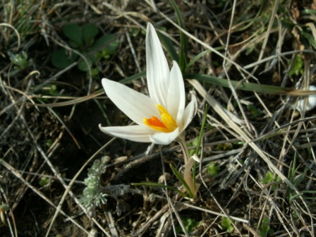 番红花 (Crocus reticulatus)，2010.3.1，如里洛夫卡