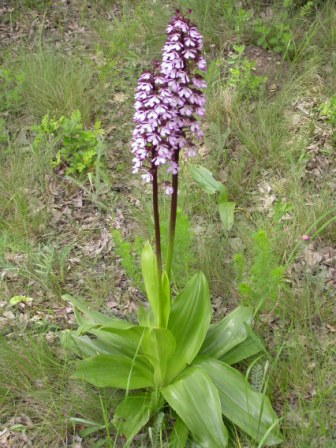 Lady orchid (Orchis purpurea), Babadag Forest, 2008/05/11