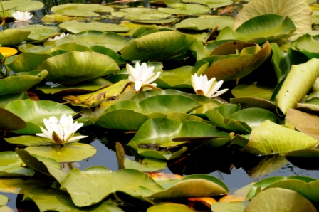 White water lily (Nymphaea alba), 2008/06