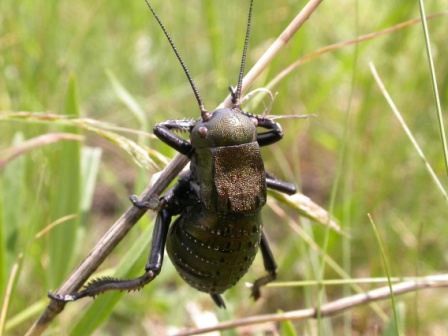 Black bush-cricket (Bradiporus dasipus, ♀), Babadag Forest, 2008/05/11