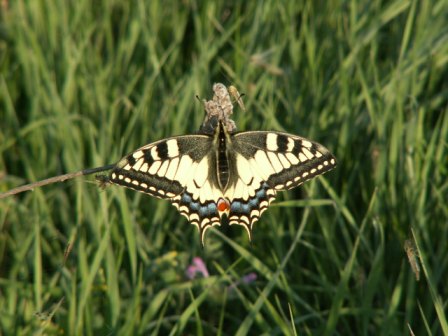 Le Machaon ou le Grand Porte-Queue (Papilio machaon), Jurilovca 05-2007